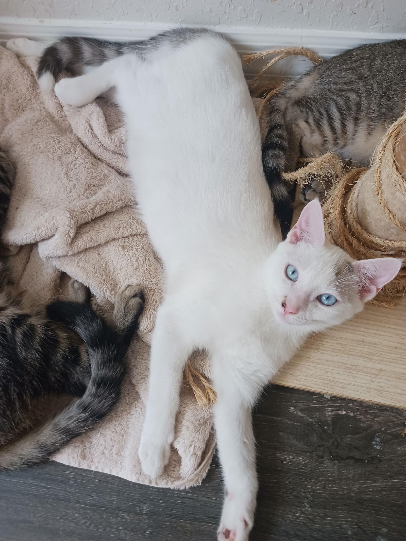 Cumulus (8555) Adopted, Adopted, Young Male Domestic Short Hair.