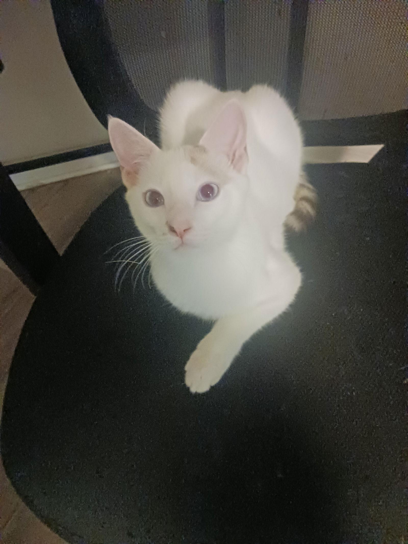 Enlarge Cumulus (8555) Adopted, a Adopted Domestic Short Hair in Wesley Chapel, FL image 2/3