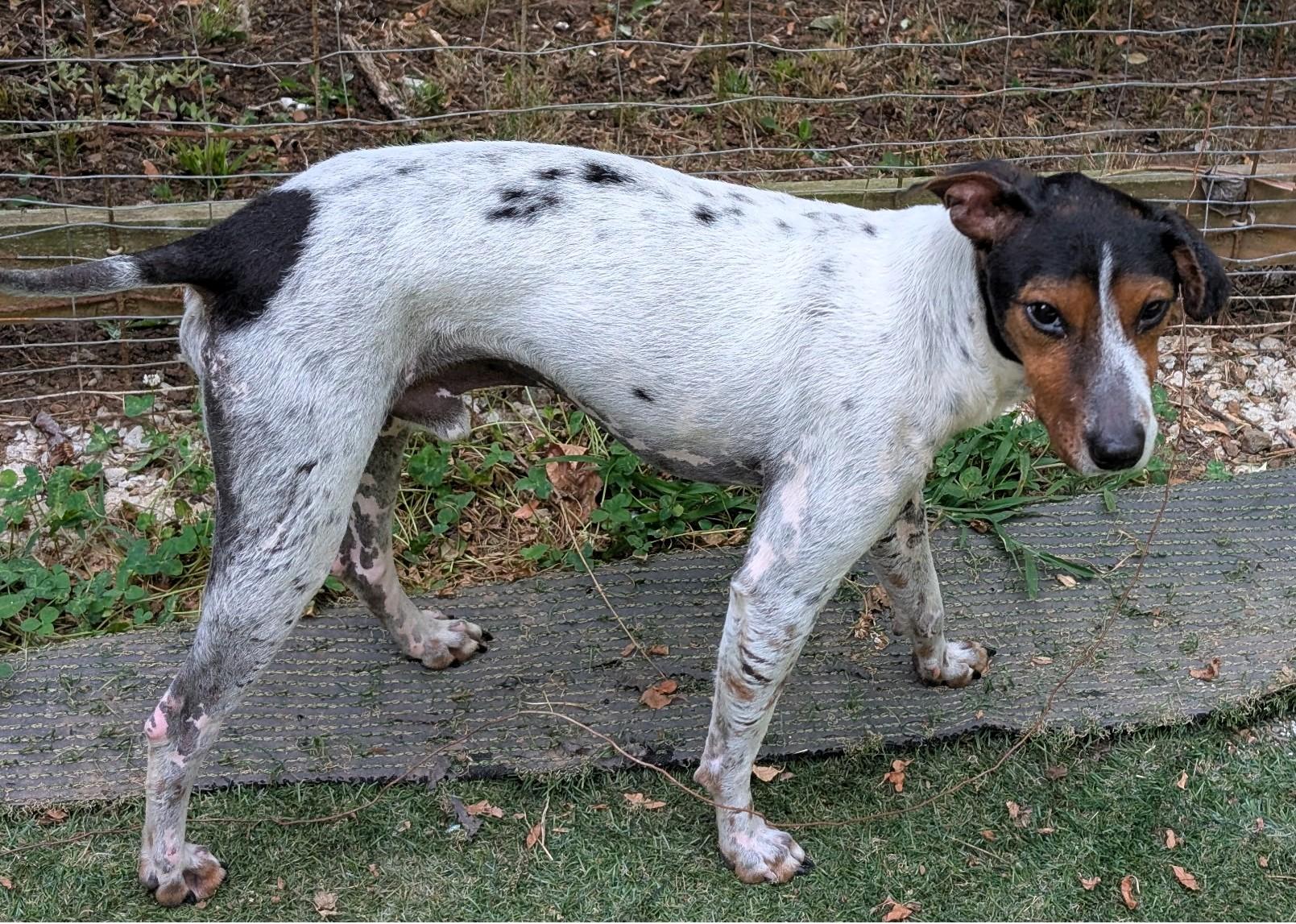 Ira, a Adoptable mixed breed in Sylva, NC image 2/5