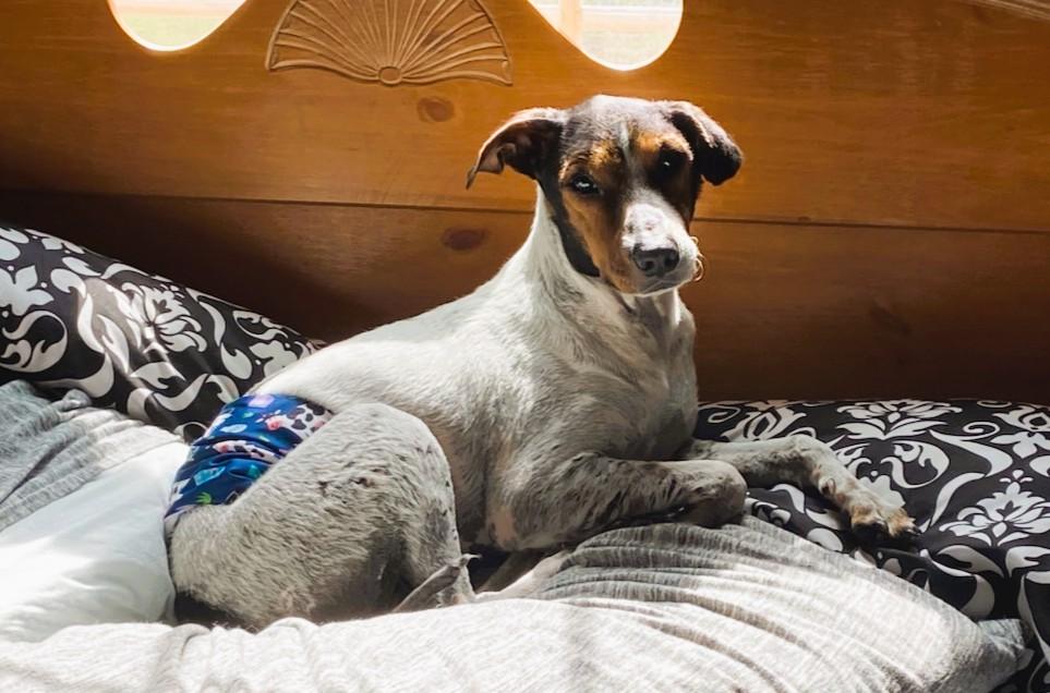 Ira, a Adoptable mixed breed in Sylva, NC image 4/5