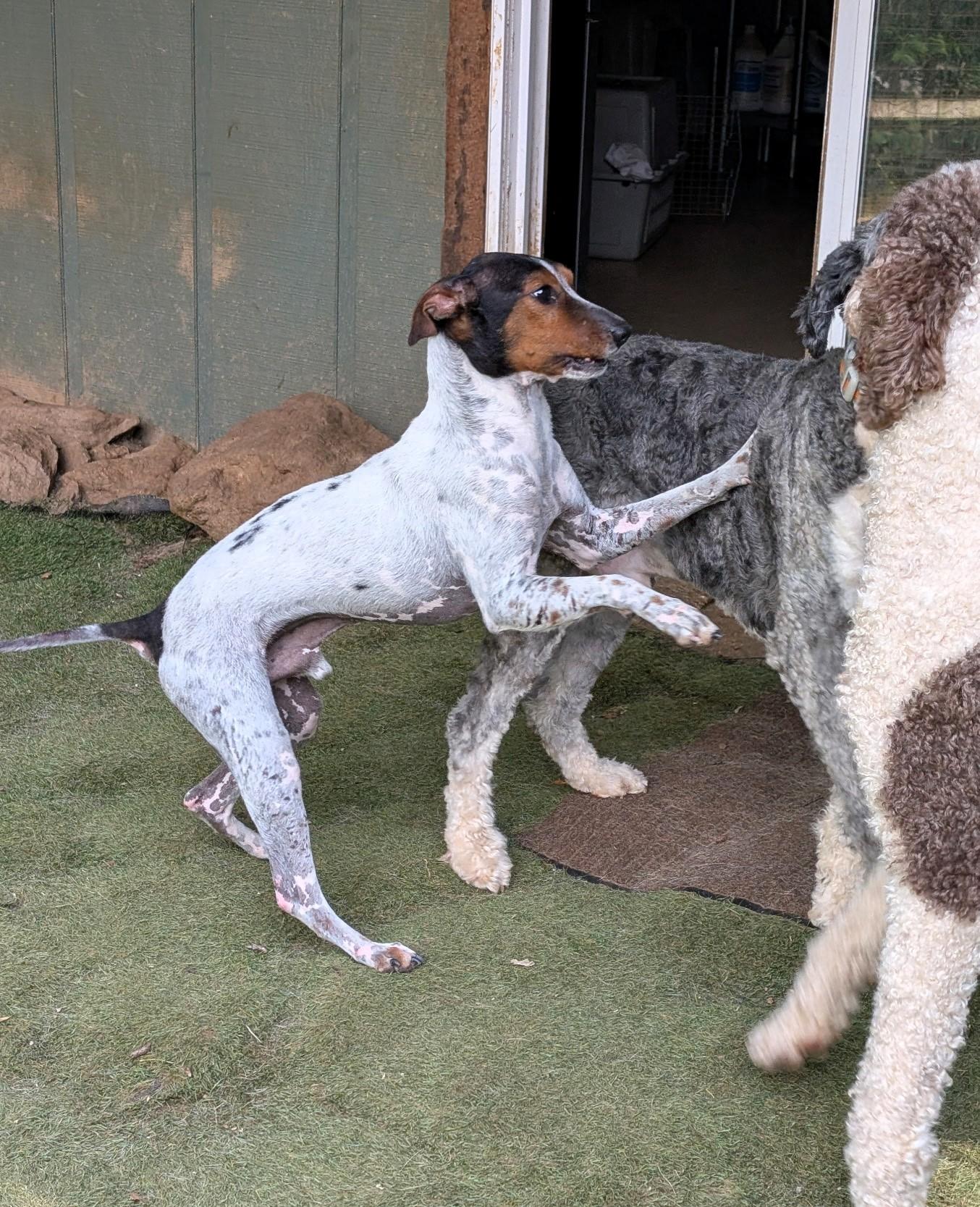 Ira, a Adoptable mixed breed in Sylva, NC image 5/5