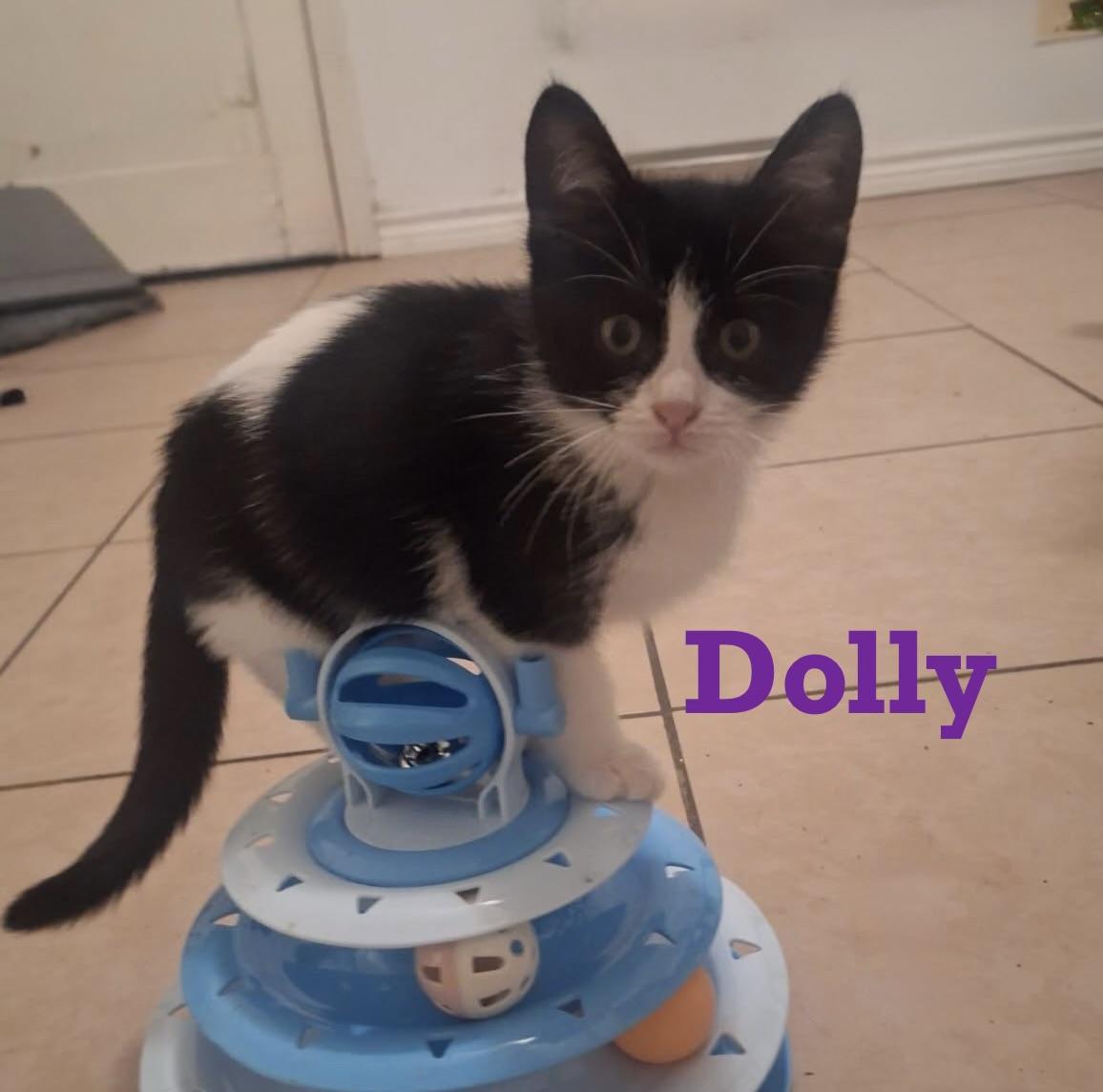 Dolly, ADOPTABLE, Kitten Female Tuxedo.