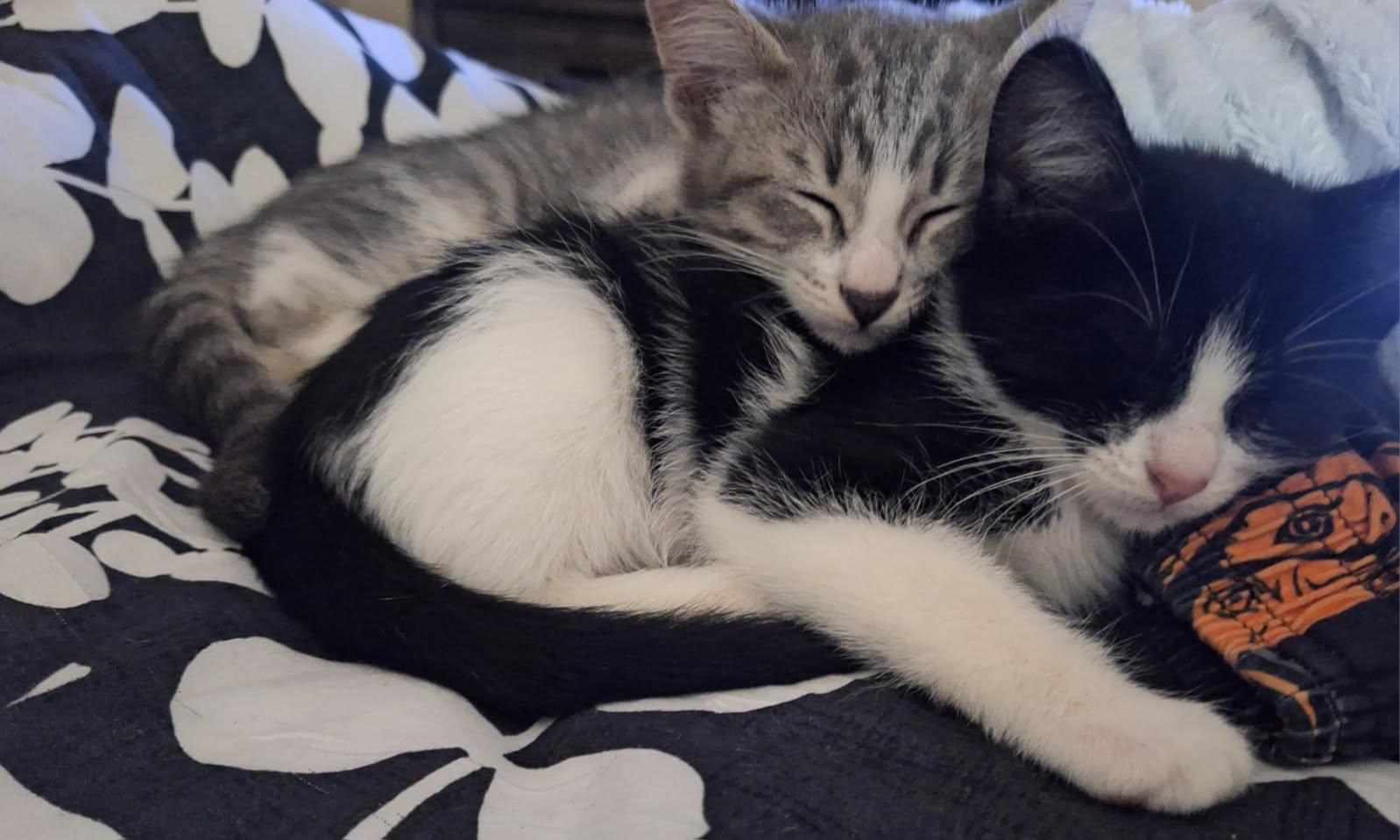 Dolly, a ADOPTABLE Tuxedo in Houston, TX image 2/6