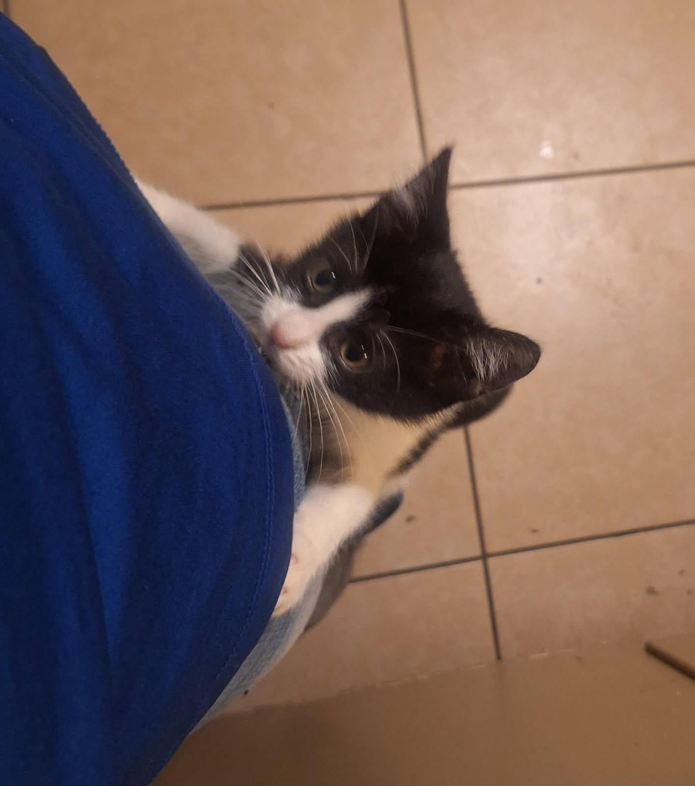 Dolly, a ADOPTABLE Tuxedo in Houston, TX image 3/6