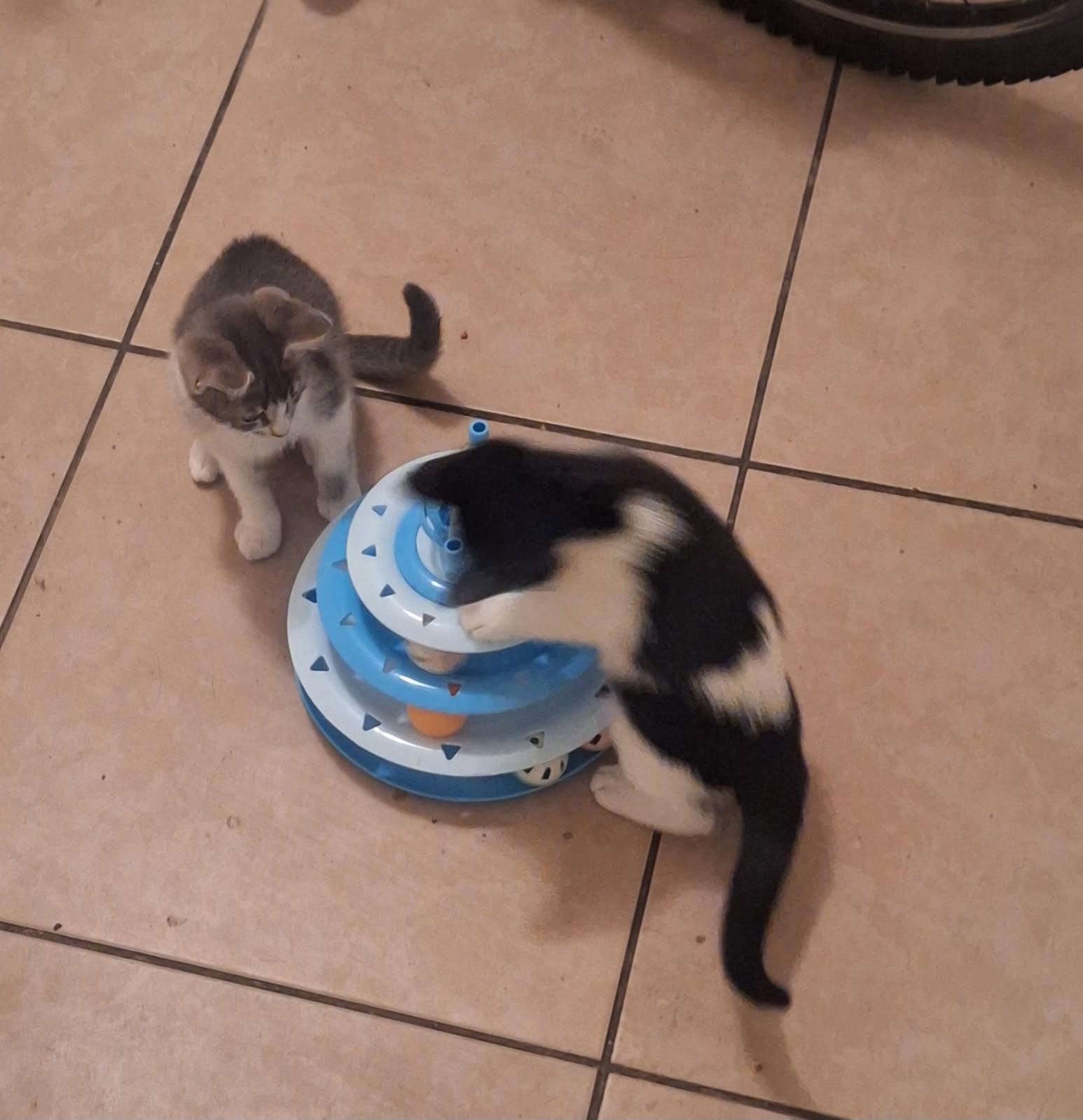 Dolly, a ADOPTABLE Tuxedo in Houston, TX image 4/6