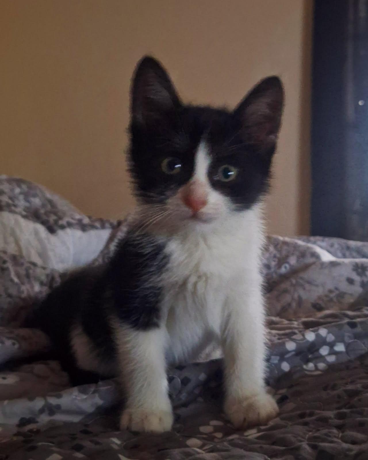 Dolly, a ADOPTABLE Tuxedo in Houston, TX image 5/6