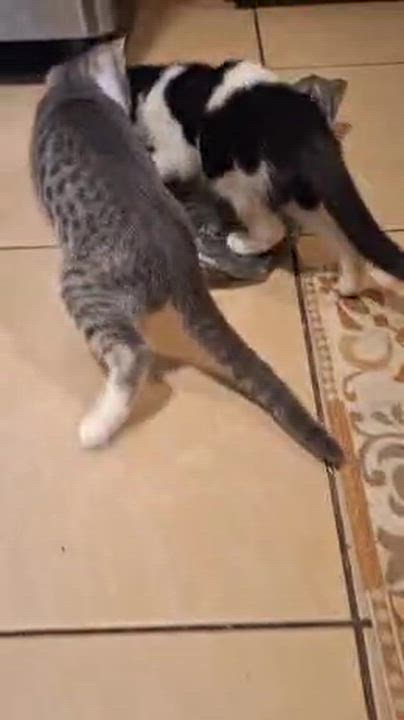 Enlarge Dolly, a ADOPTABLE Tuxedo in Houston, TX video 6/6