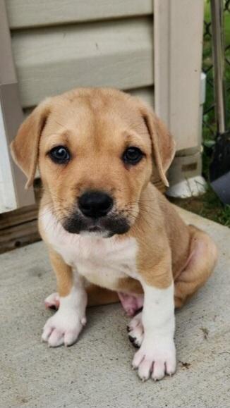 STITCH, Adopted, Puppy Male Boxer & Terrier.