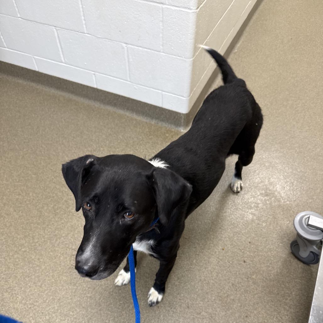 Enlarge Smalls, a Adoptable mixed breed in Council Bluffs, IA image 1/1