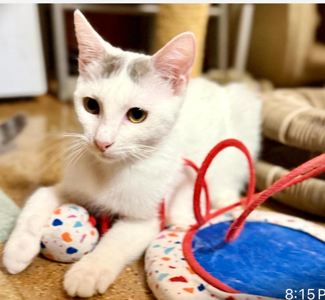 Shasta, a Adopted mixed breed in Tustin, CA image 1/5