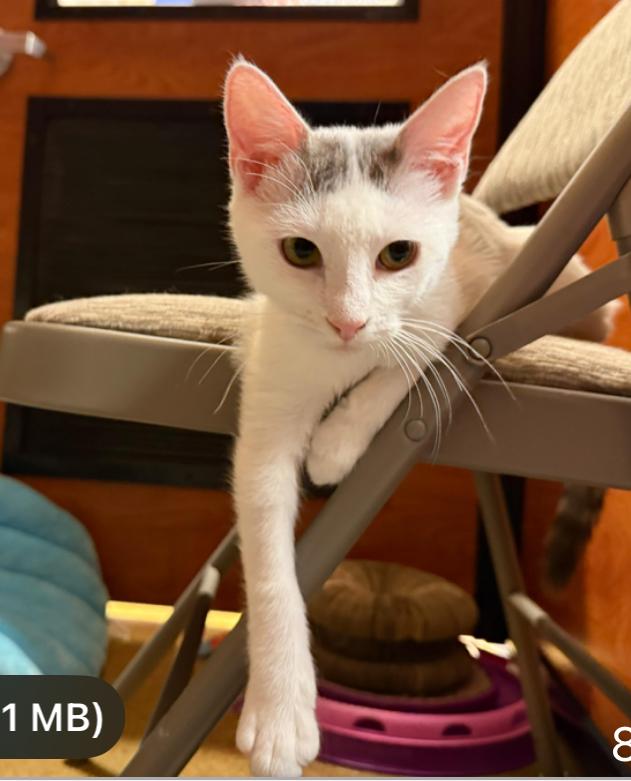 Shasta, a Adopted mixed breed in Tustin, CA image 2/5