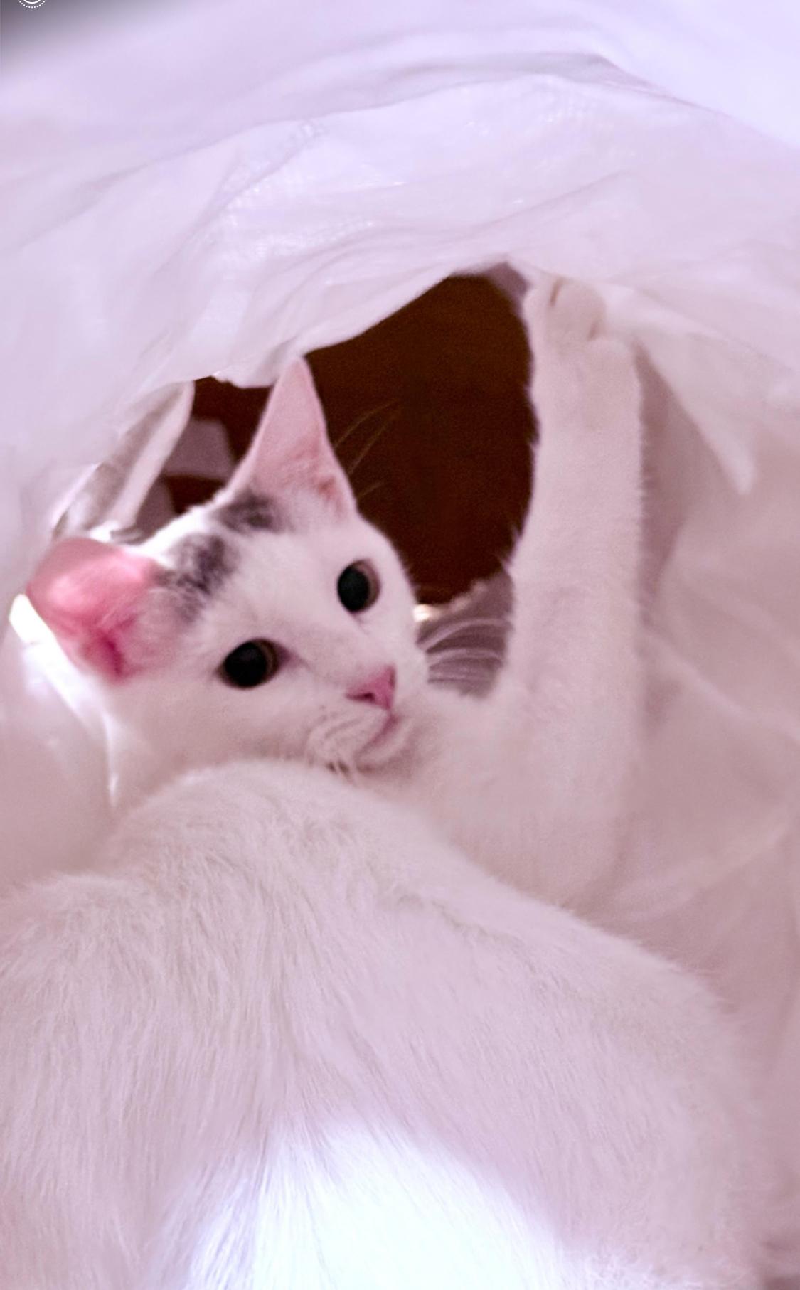 Shasta, a Adopted mixed breed in Tustin, CA image 3/5