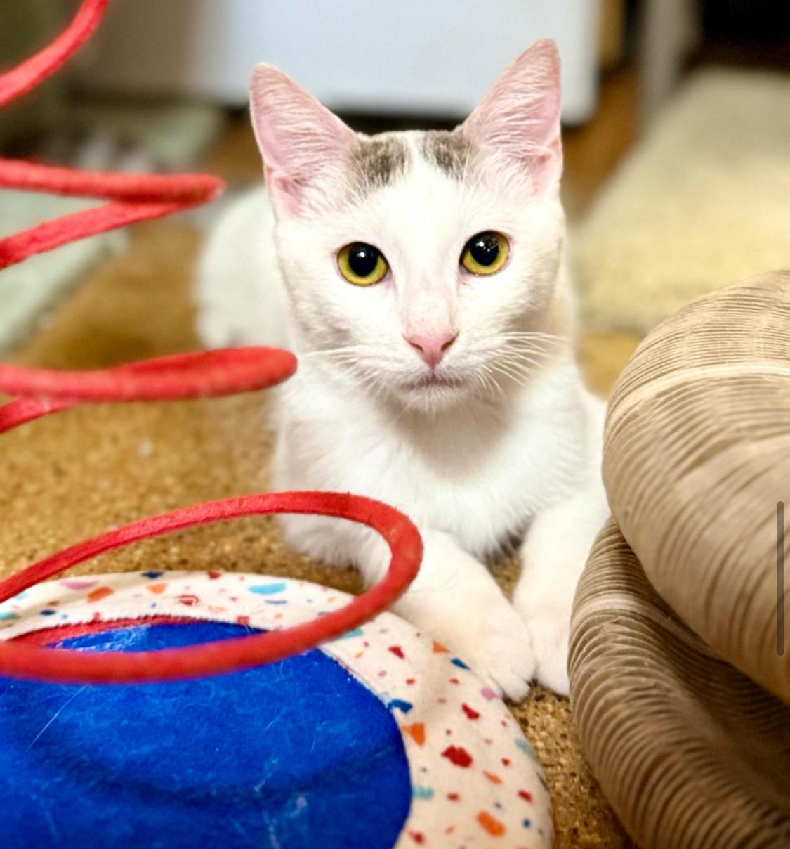 Shasta, a Adopted mixed breed in Tustin, CA image 4/5