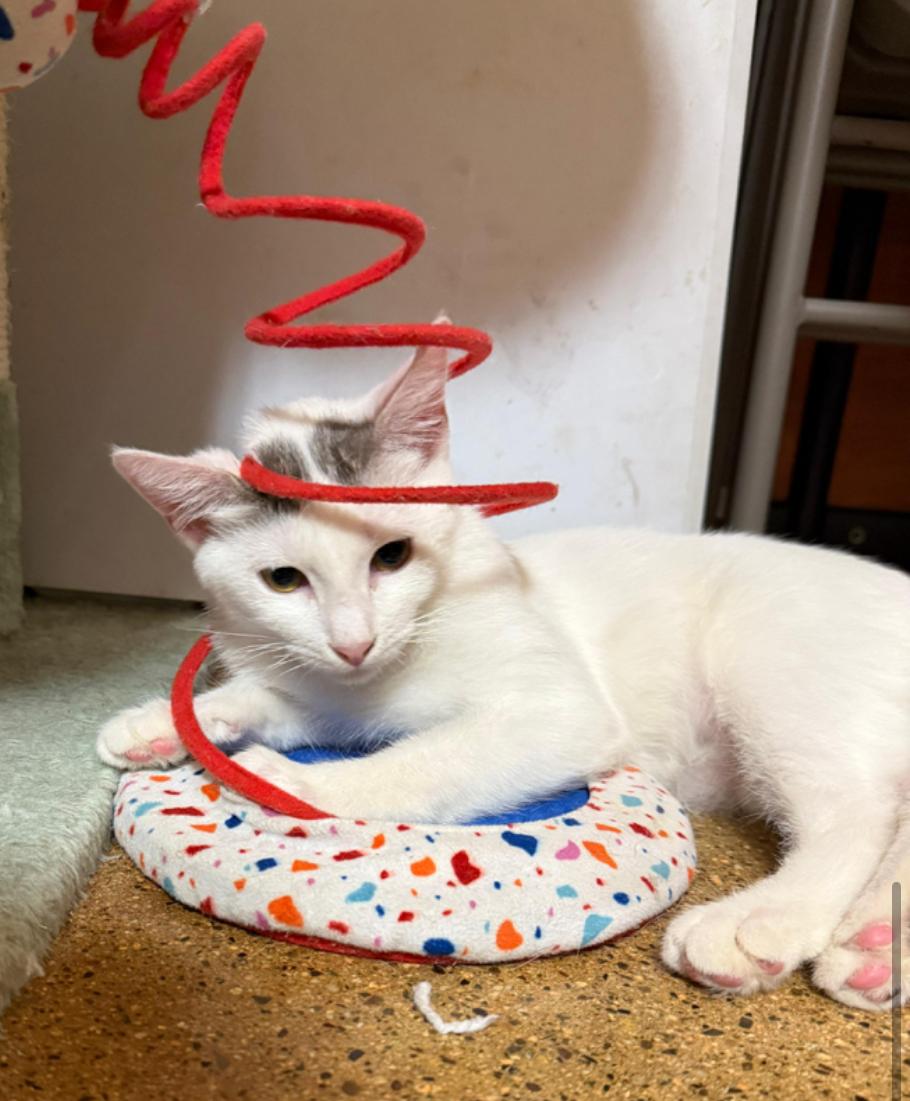 Shasta, a Adopted mixed breed in Tustin, CA image 5/5