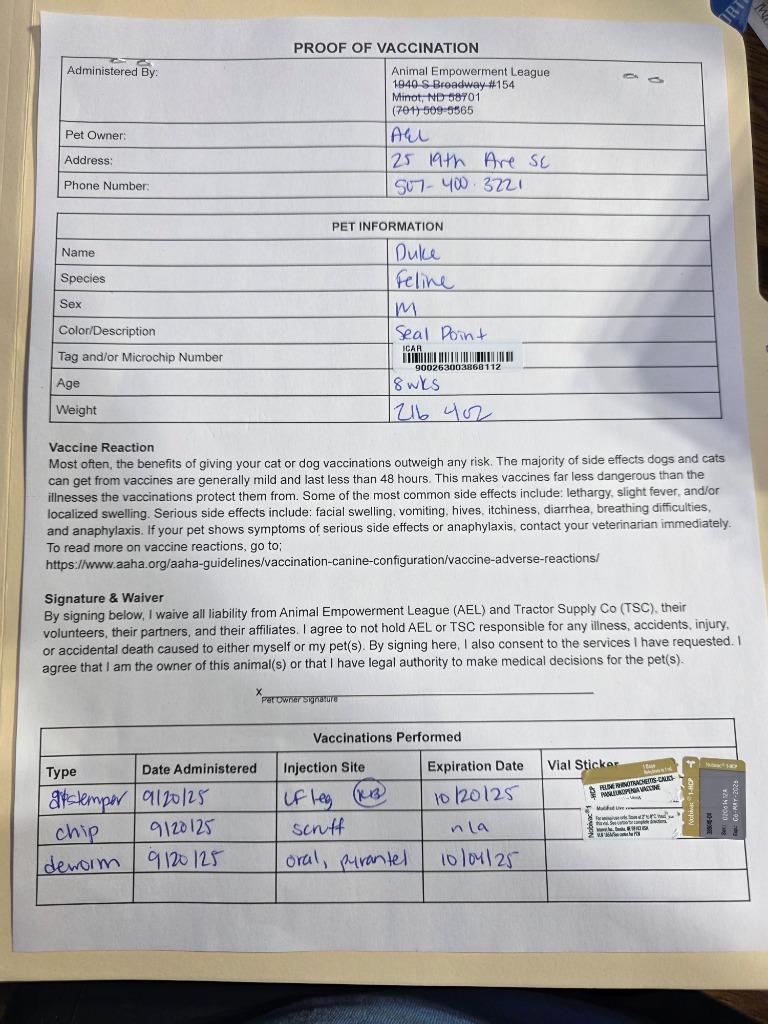 Duke, Adoptable, Kitten Male Domestic Short Hair.