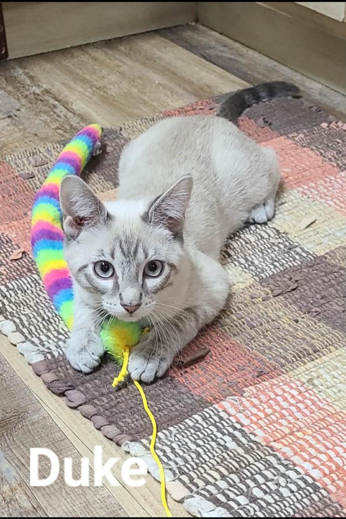 Duke, a Adoptable mixed breed in Minot, ND image 4/6