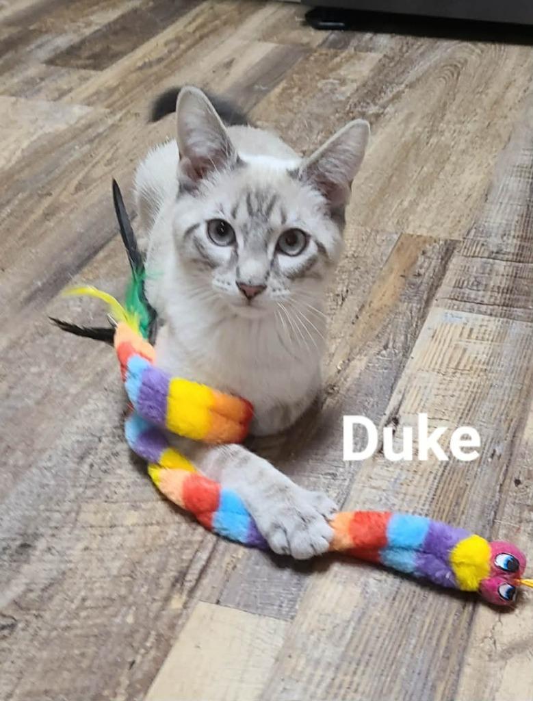 Duke, a Adoptable mixed breed in Minot, ND image 5/6