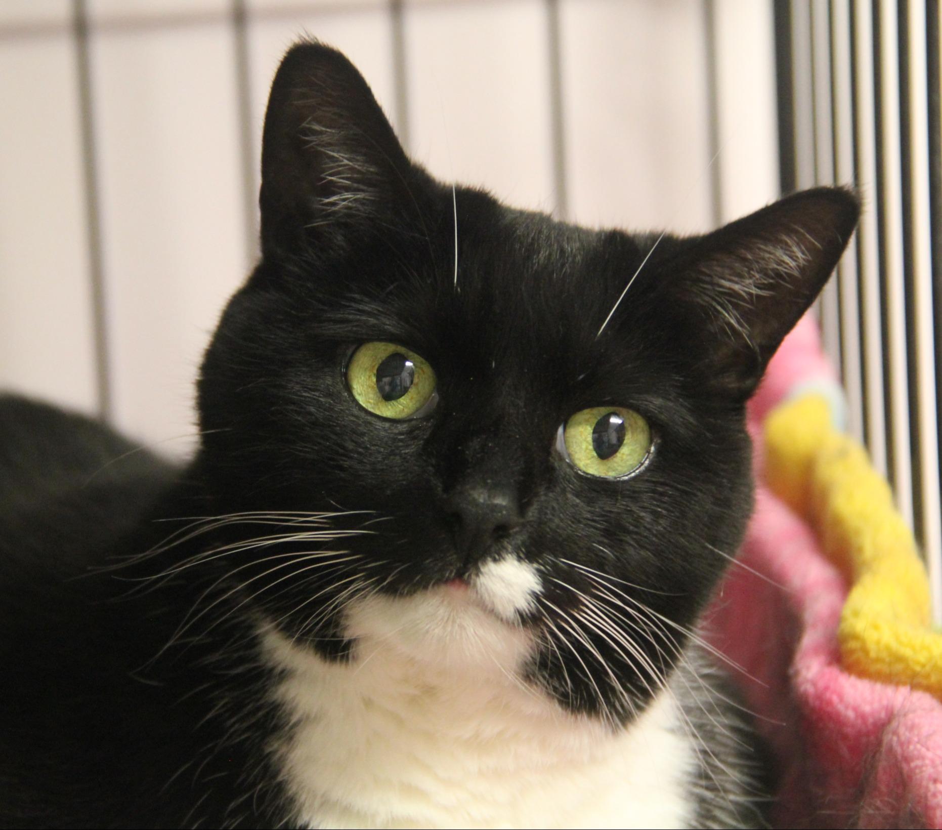Hendrix, ADOPTABLE, Adult Female Domestic Short Hair.