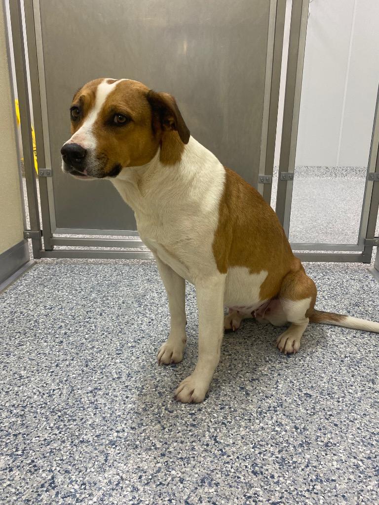 Enlarge Ginger, a Adoptable mixed breed in Athens, TN image 1/1