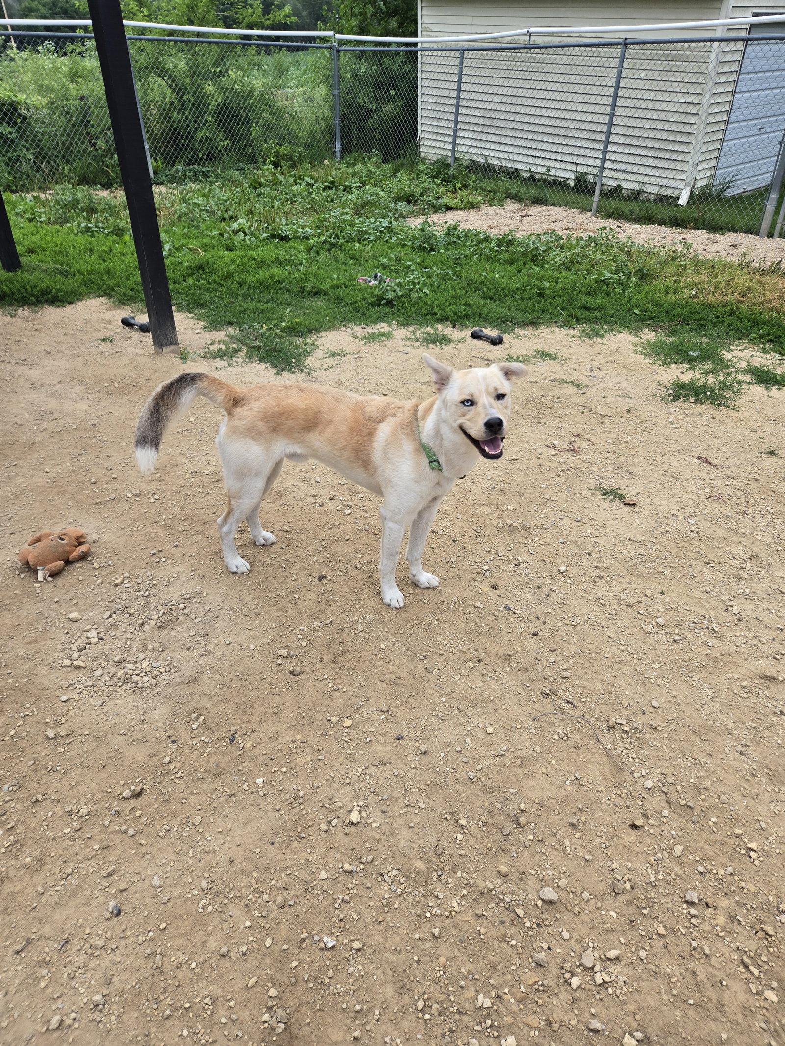 Enlarge Marty, a Adoptable Husky in Maquoketa, IA image 1/1