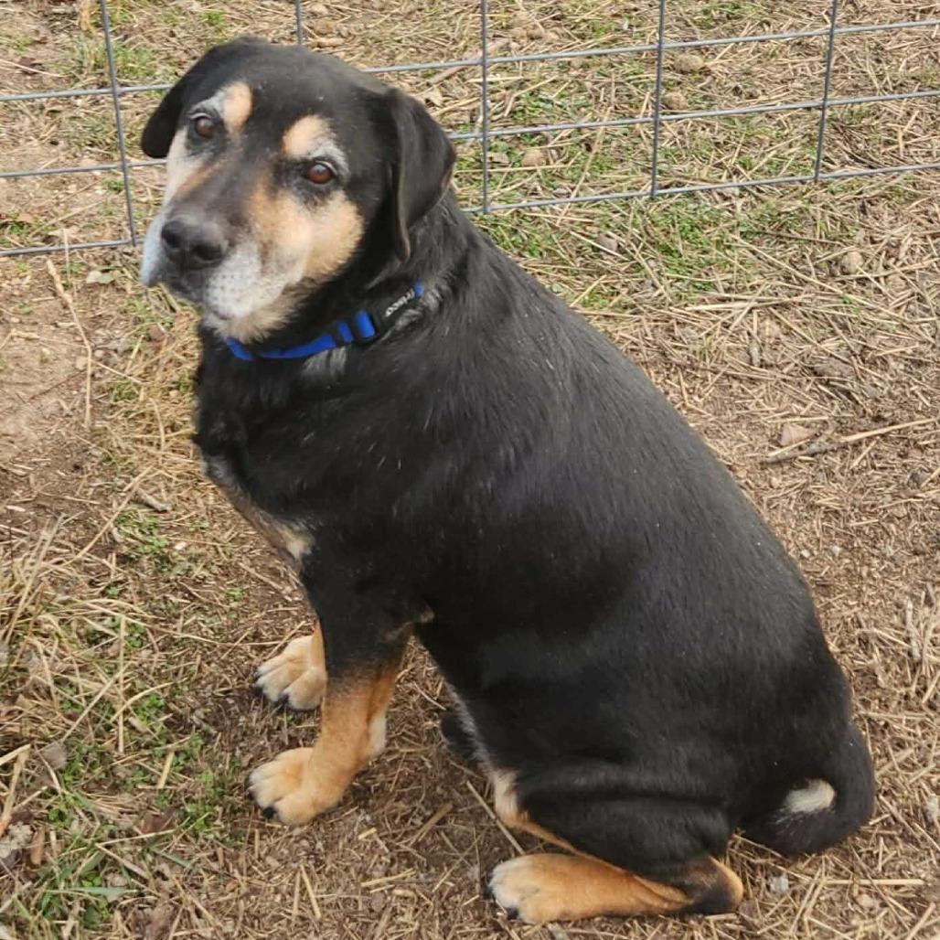 Hobo FC Wallis W, a Adoptable mixed breed in Union, MO image 1/6