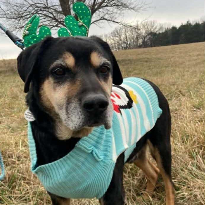 Hobo FC Wallis W, a Adoptable mixed breed in Union, MO image 2/6