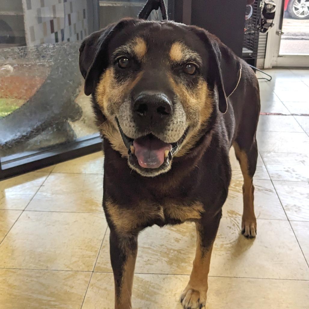 Hobo FC Wallis W, a Adoptable mixed breed in Union, MO image 3/6