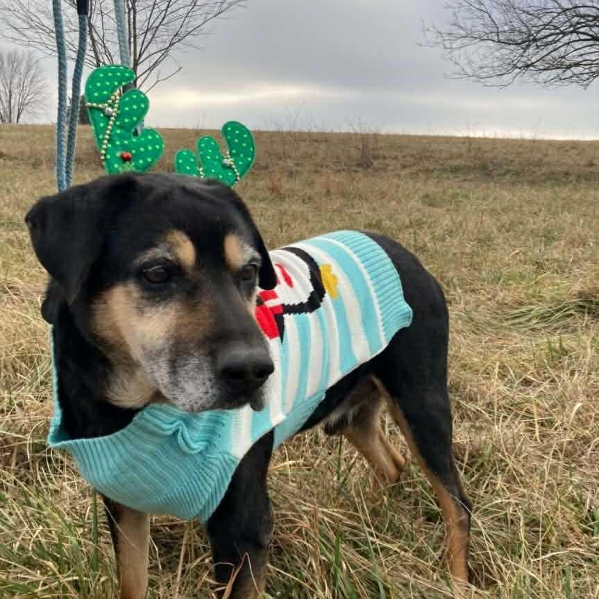 Hobo FC Wallis W, a Adoptable mixed breed in Union, MO image 4/6