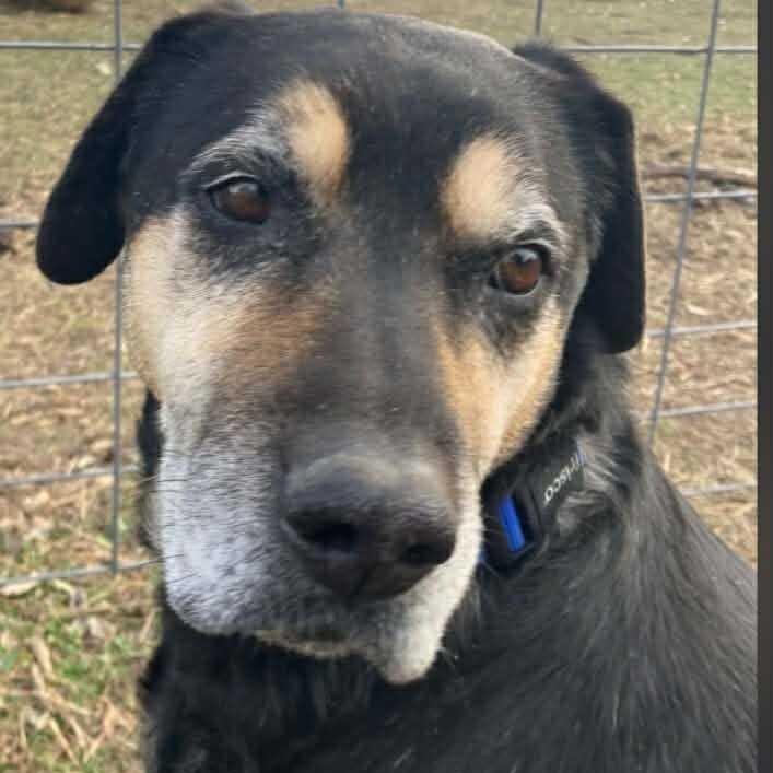 Hobo FC Wallis W, a Adoptable mixed breed in Union, MO image 5/6
