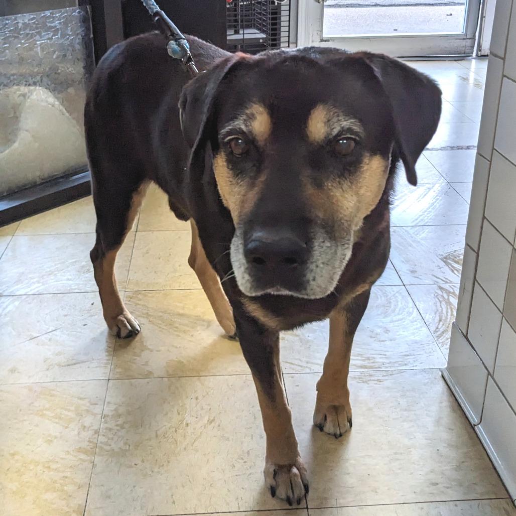 Hobo FC Wallis W, a Adoptable mixed breed in Union, MO image 6/6