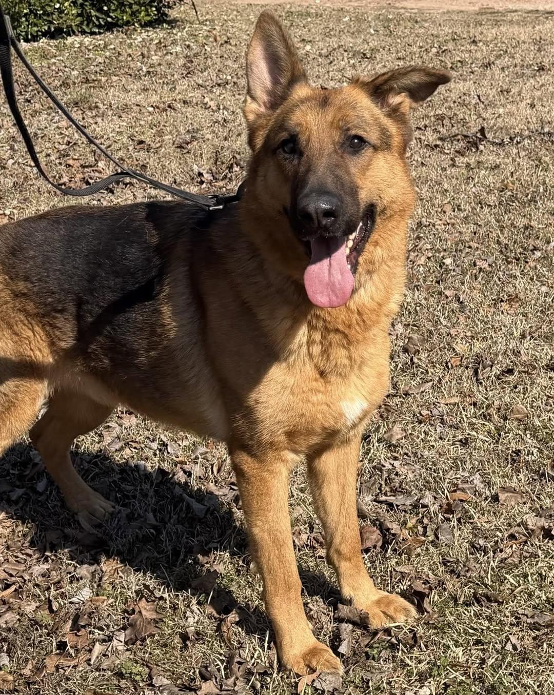Zeke, Adoptable, Adult Male German Shepherd Dog.