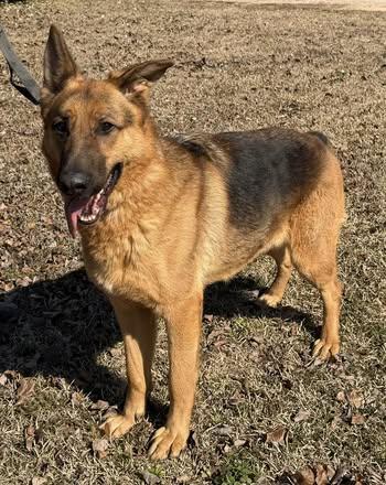 Enlarge Zeke, a Adoptable German Shepherd Dog in Fairfax, VA image 2/6
