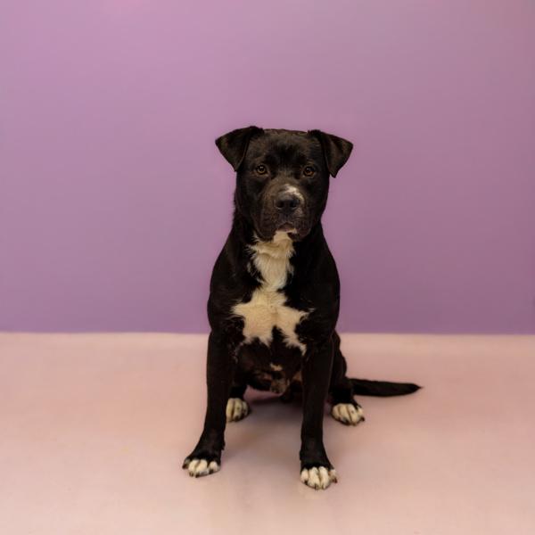 In Foster - Huey, Adoptable, Adult Male Labrador Retriever.