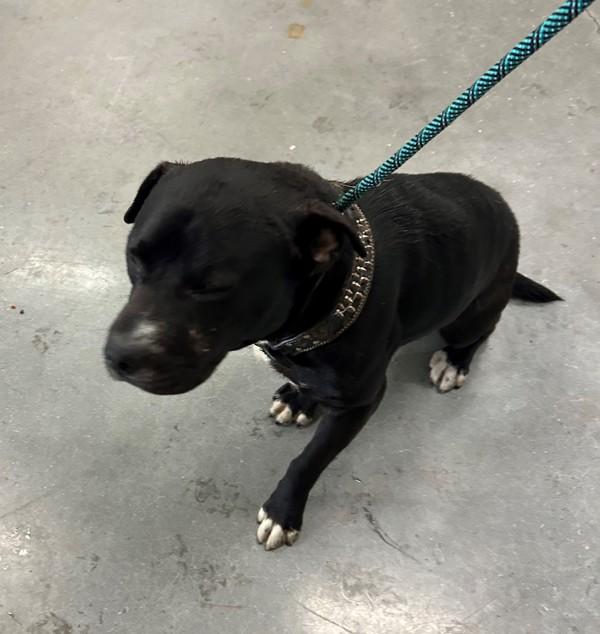 Enlarge In Foster - Huey, a Adoptable mixed breed in Lawrenceville, GA image 2/5