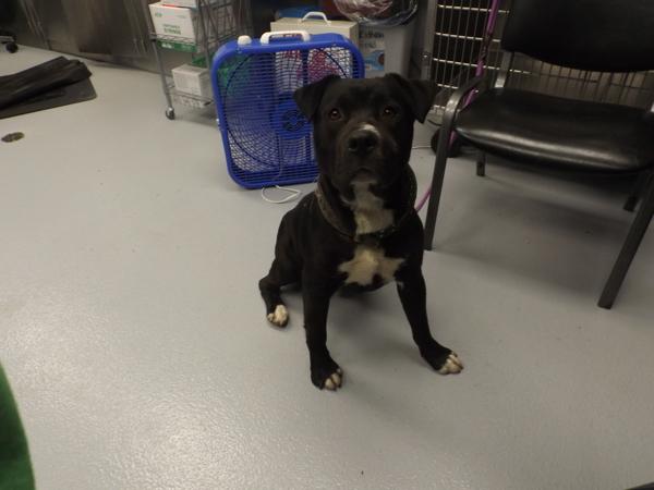 Enlarge In Foster - Huey, a Adoptable mixed breed in Lawrenceville, GA image 3/5