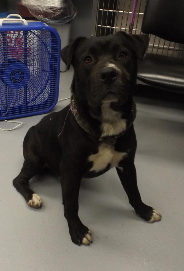 Enlarge In Foster - Huey, a Adoptable mixed breed in Lawrenceville, GA image 4/5