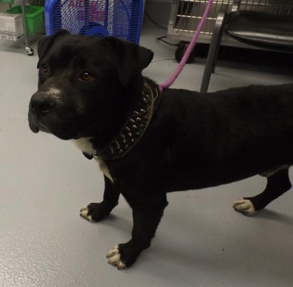 Enlarge In Foster - Huey, a Adoptable mixed breed in Lawrenceville, GA image 5/5