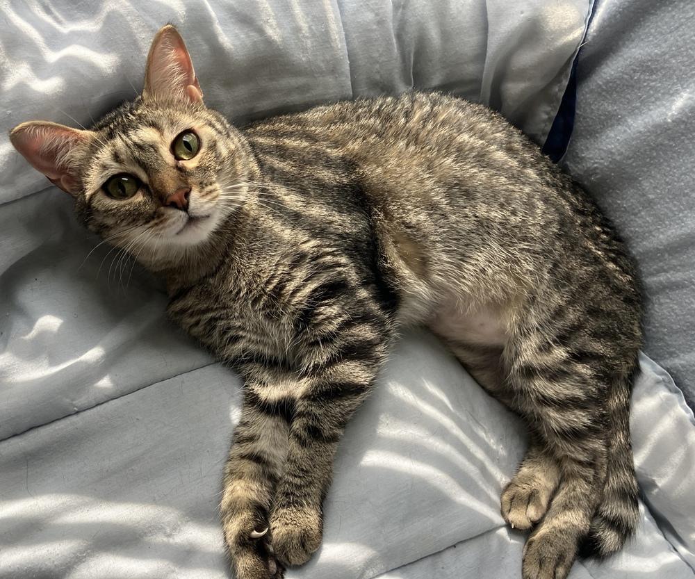 Cricket, Adoptable, Young Male Domestic Short Hair & Tabby.