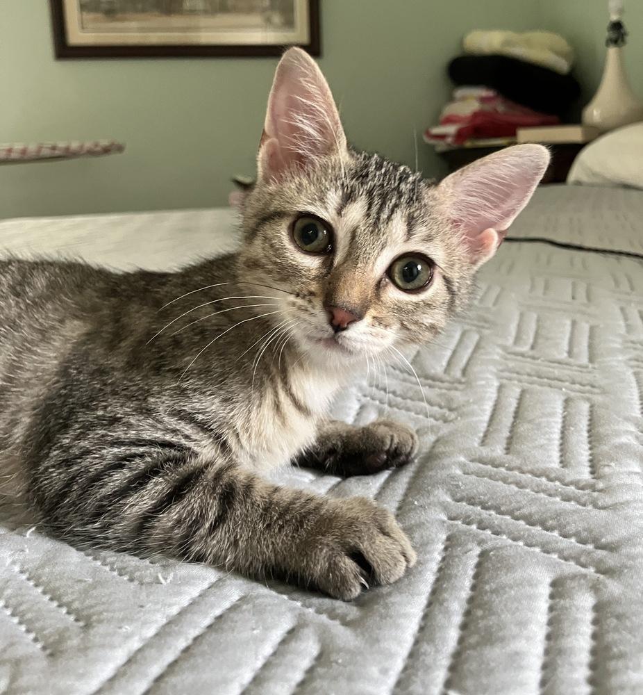 Enlarge Cricket, a Adoptable mixed breed in Dallas, TX image 2/6