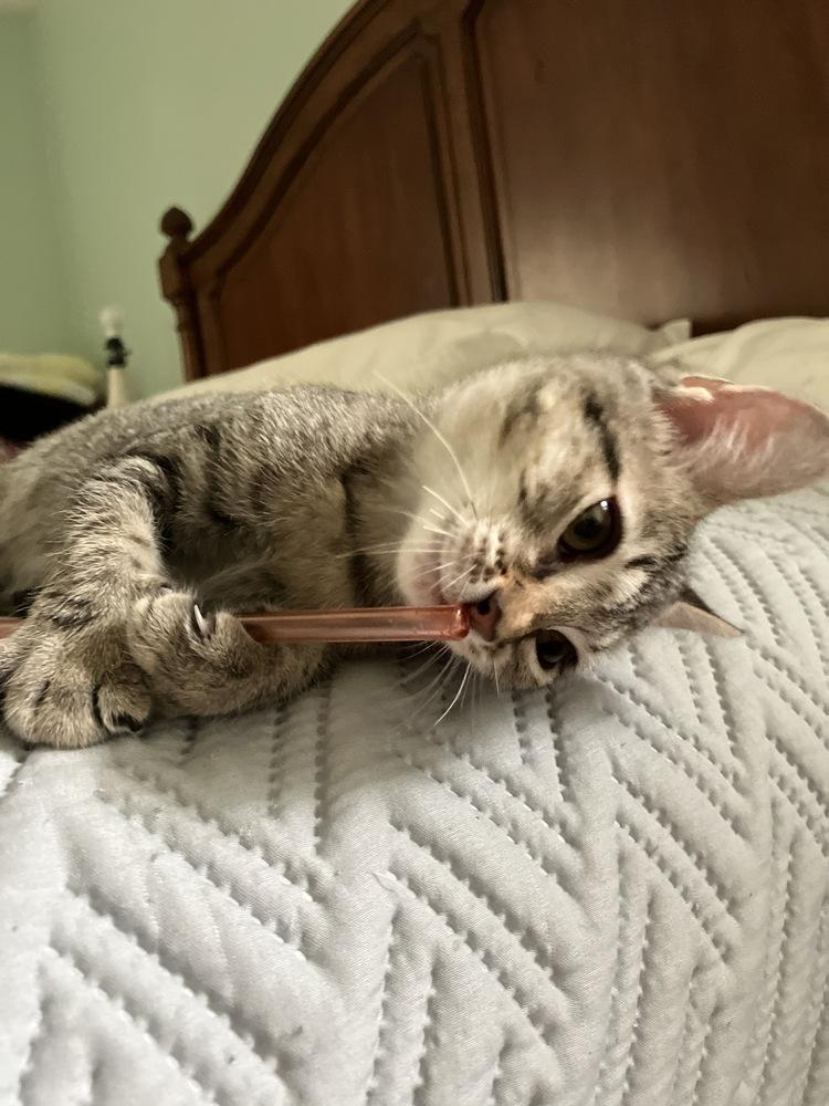 Enlarge Cricket, a Adoptable mixed breed in Dallas, TX image 3/6