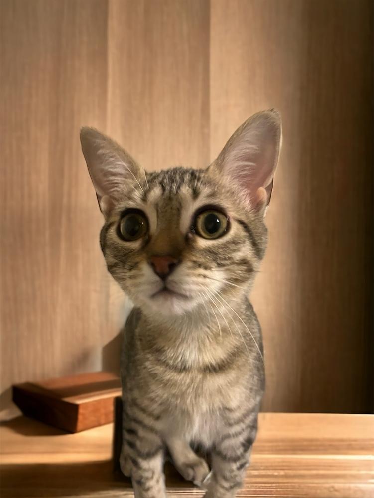 Cricket — thumbnail 4