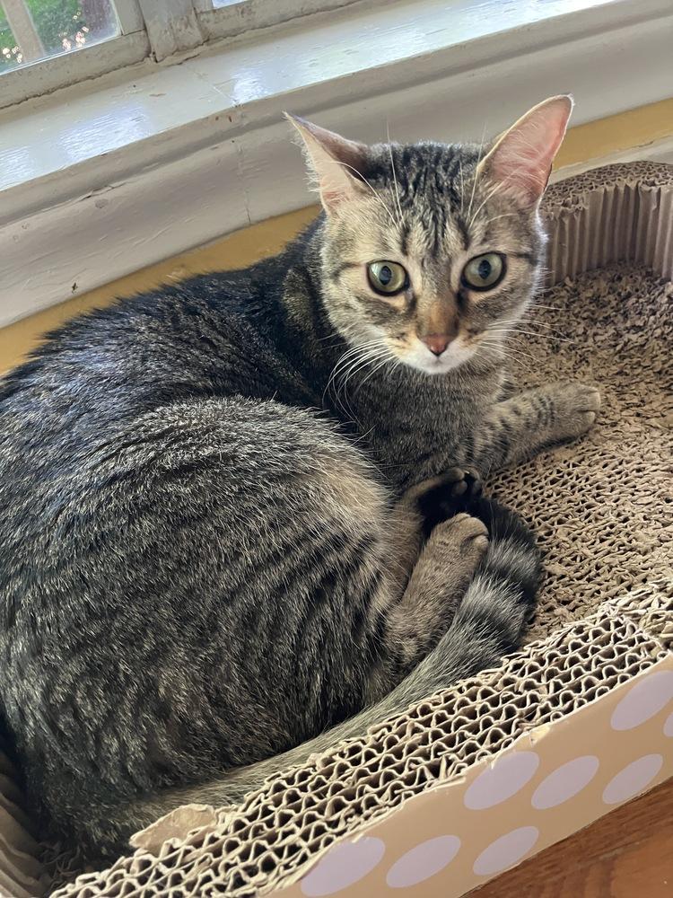 Enlarge Cricket, a Adoptable mixed breed in Dallas, TX image 4/6