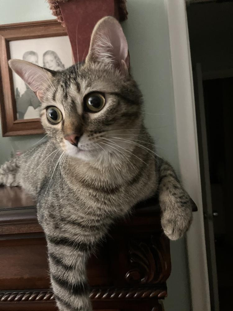 Cricket — thumbnail 5