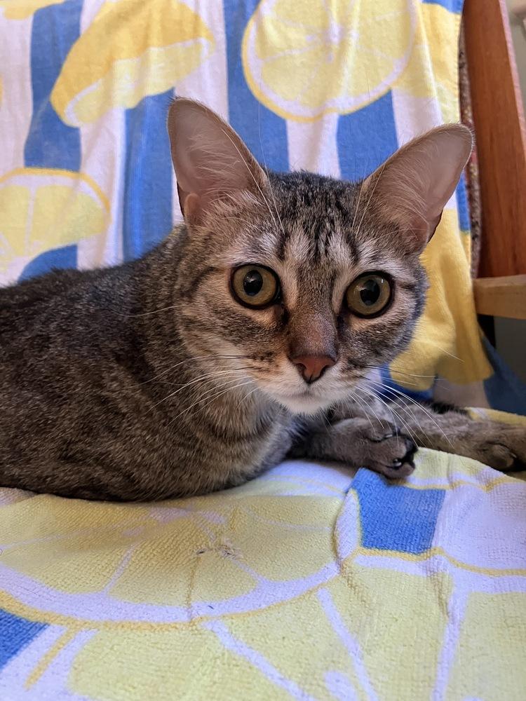 Cricket — thumbnail 6