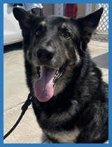 Grond, Adoptable, Young Male German Shepherd Dog.