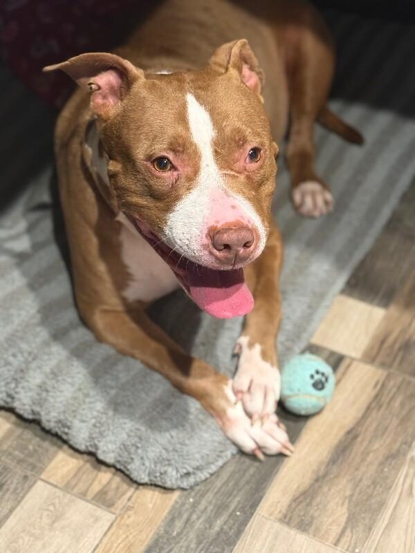 Enlarge Ruby, a Adoptable Mixed Breed in Osseo, MI image 1/6