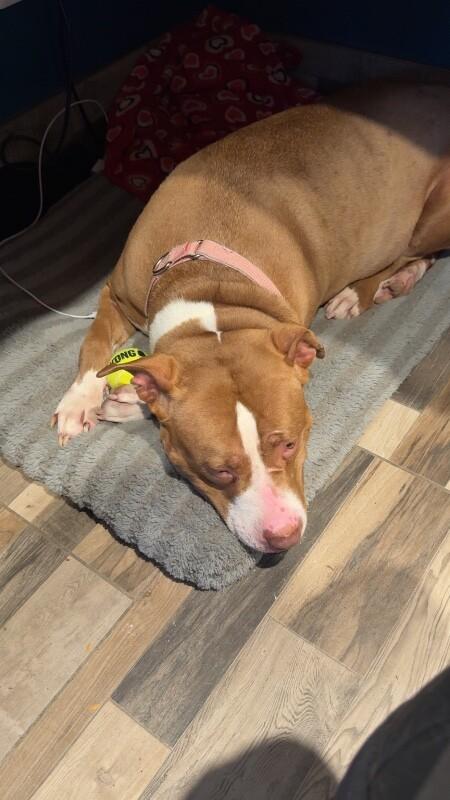 Enlarge Ruby, a Adoptable Mixed Breed in Osseo, MI image 2/6