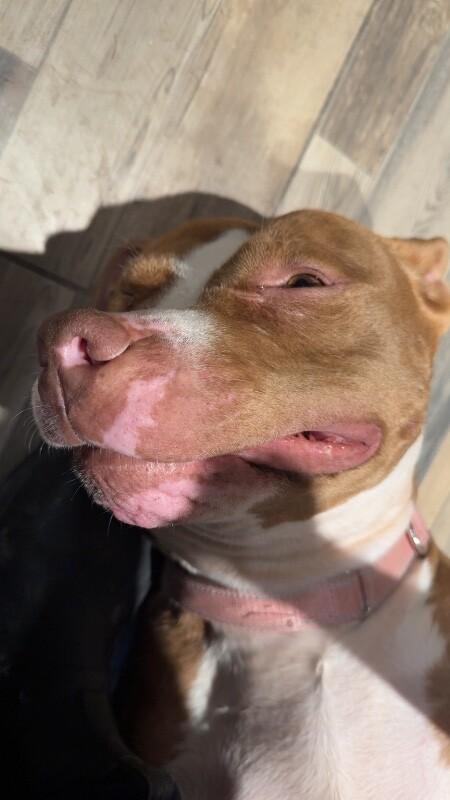 Enlarge Ruby, a Adoptable Mixed Breed in Osseo, MI image 3/6