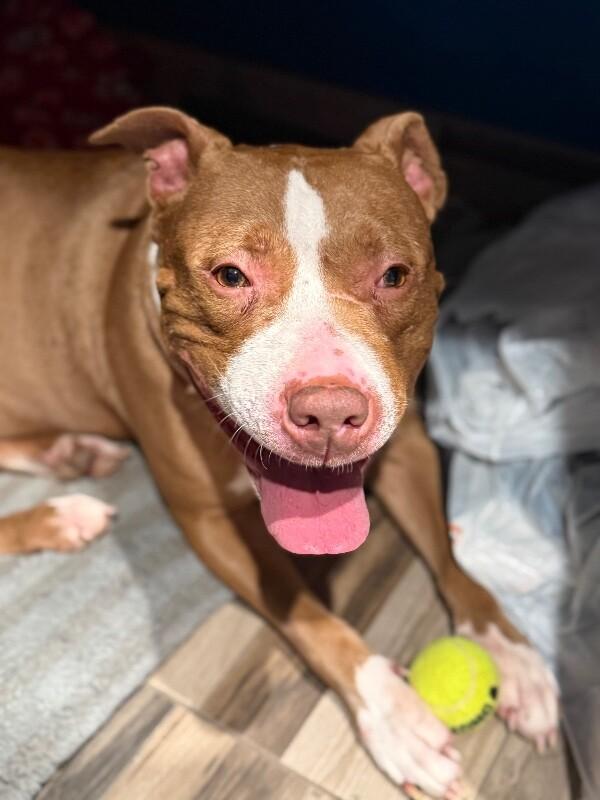 Enlarge Ruby, a Adoptable Mixed Breed in Osseo, MI image 4/6