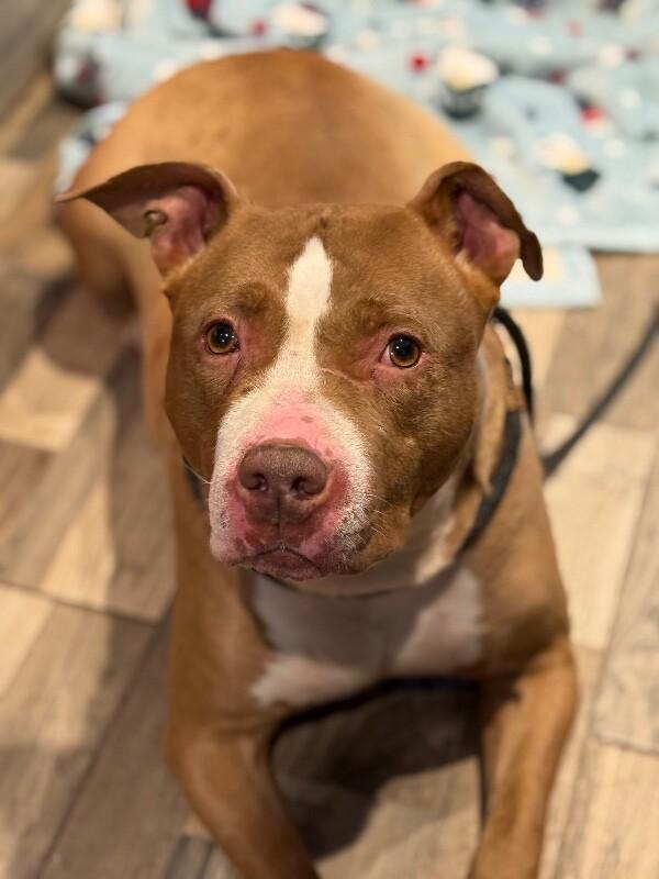 Enlarge Ruby, a Adoptable Mixed Breed in Osseo, MI image 5/6